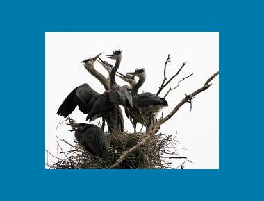 Great Blue Heron chicks on the nest Mila Zinkova Wikipedia
