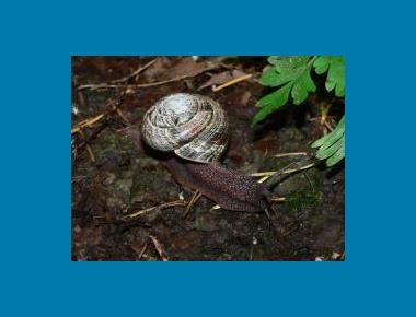 Adult shell with flaking W. Siegmund Wikipedia