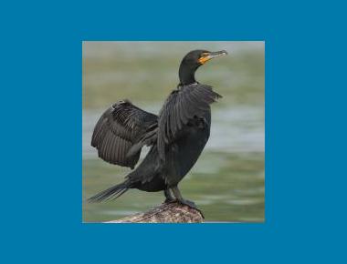 Non-breeding plumage. Mdf Wikipedia