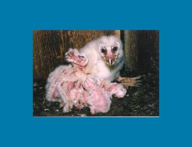 Nestlings ("owlets") Lorraine Andrusiak