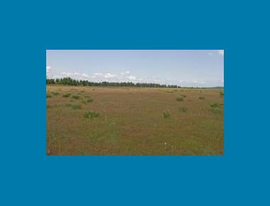 Typical prairie habitat used Rod Gilbert
