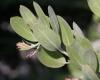 Hairy manzanita leaves & flower Washington SU