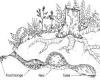 Mountain Beaver burrow system Jennifer Davis
