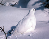 Winter plumage WTPT David Restivo NPS