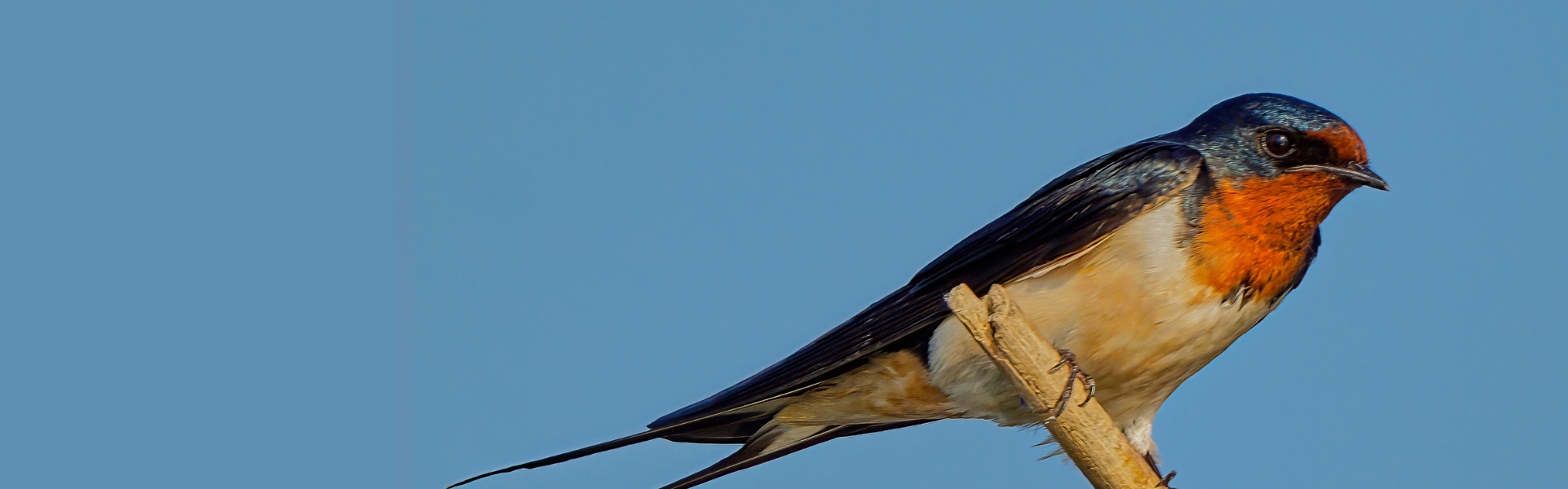 A Bird That Eats Insects in Barns: Ultimate Pest Control Helper