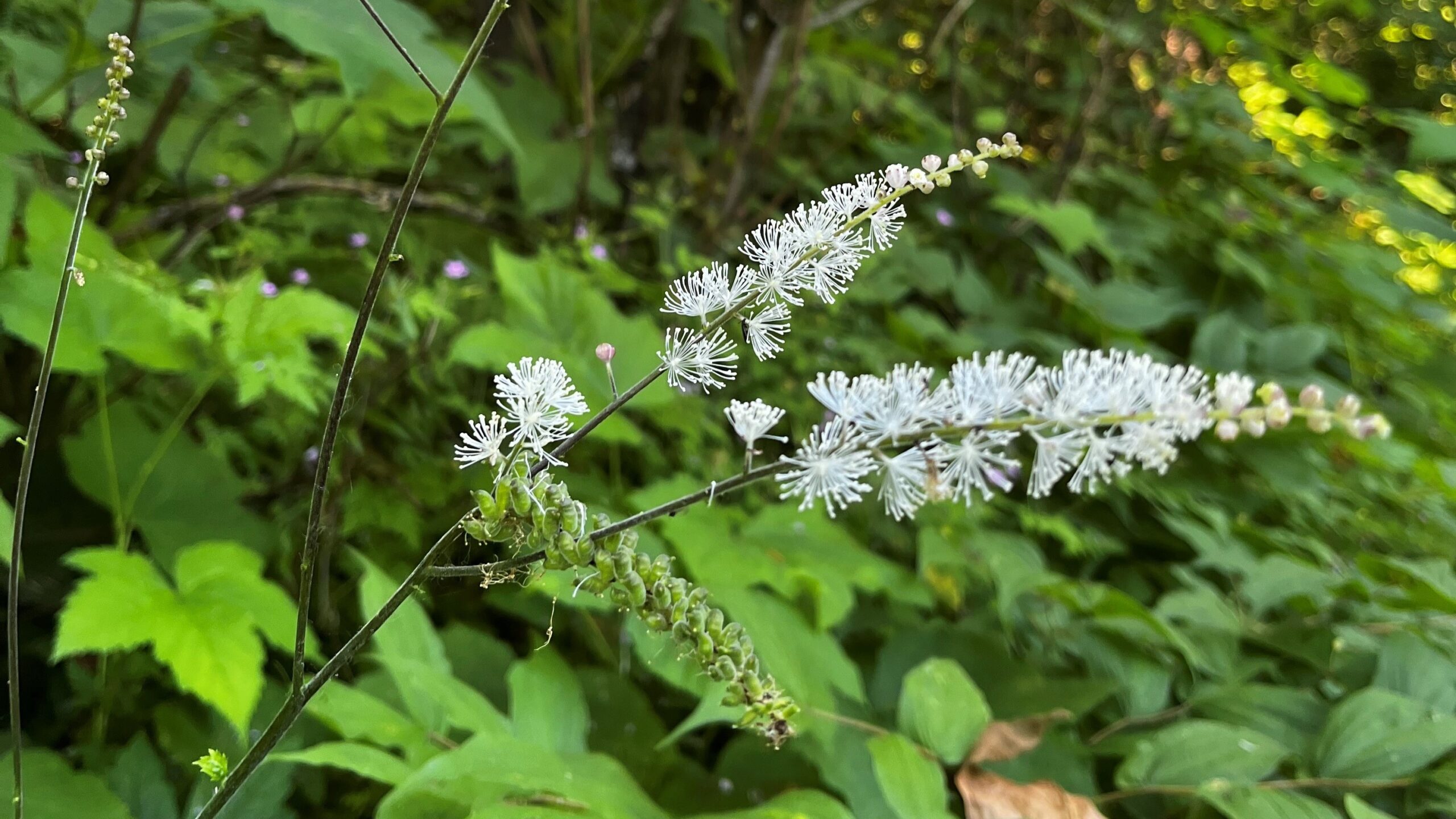 Bugbain Tall bugbane - South Coast Conservation Program