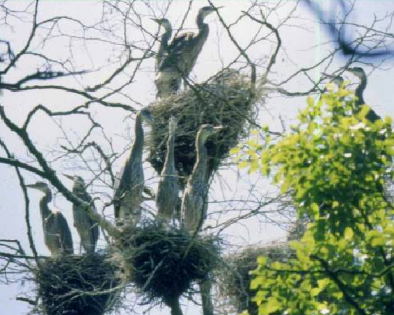 Great Blue Heron Survey Protocol for Measurement of Nesting Productivity