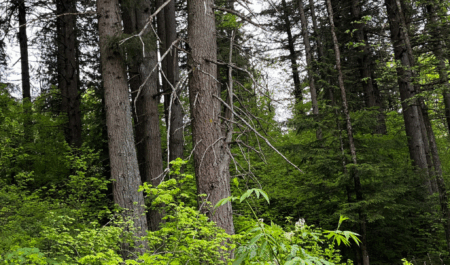 Coastal Western Hemlock