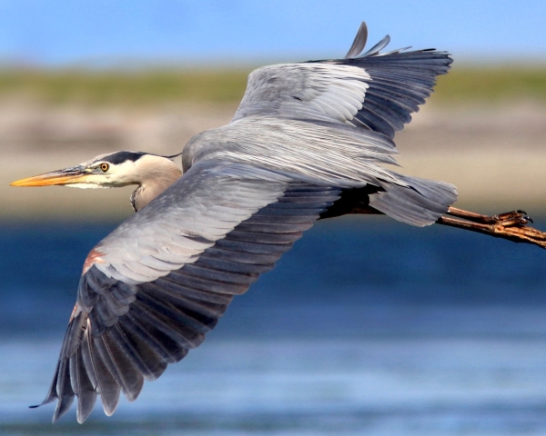 Develop with Care – Heron Fact Sheet