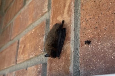 Mosquitoes Beware: Bats Have Your Number