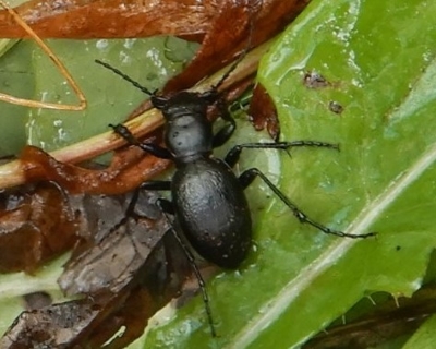 Audouin’s Night-stalking Tiger Beetle Fact Sheet